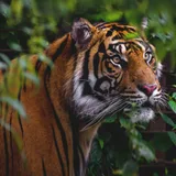 Aalborg ZOO