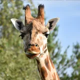 Givskud Zoo