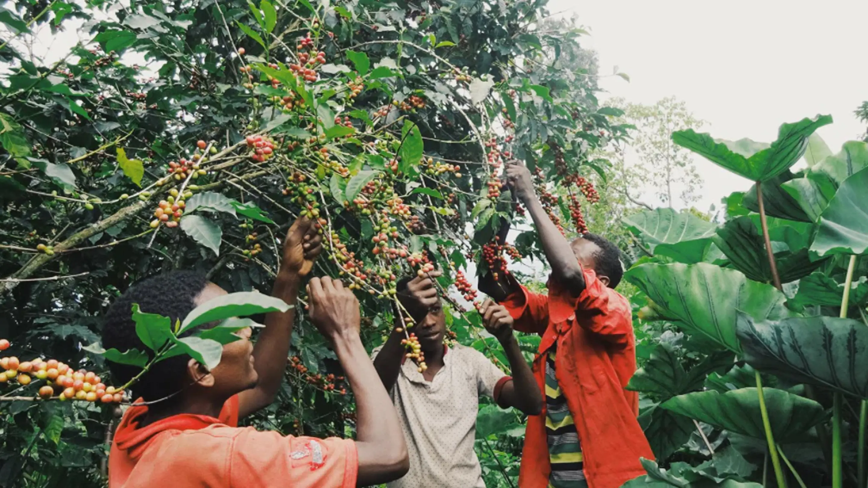 Impact Roasters